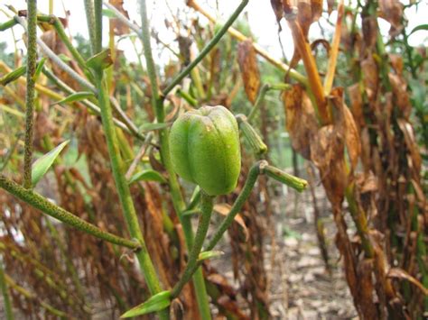 Asiatic Lily seed pods in the Lilies forum - Garden.org