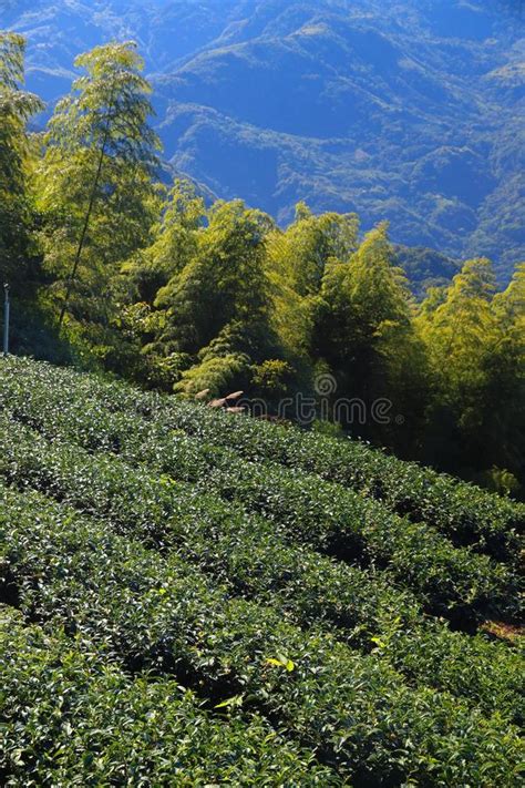 Tea farm in Taiwan stock image. Image of fields, mountain - 134705247