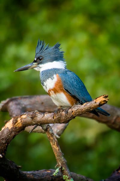 Marsh Birds | Hilton Head Photographer | 3b Photography