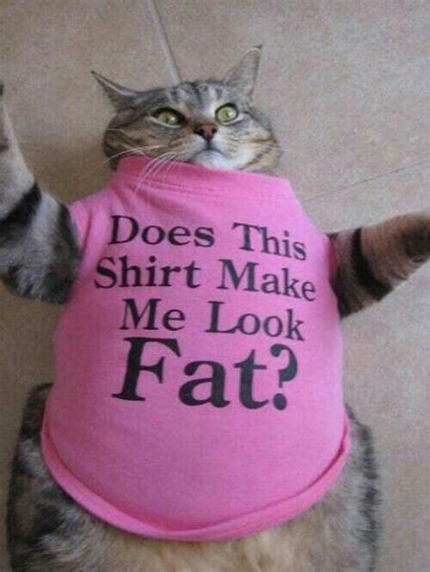 Pin by Alexia Celaya on funny stuff | Funny animal pictures, Funny animals, Fat cats