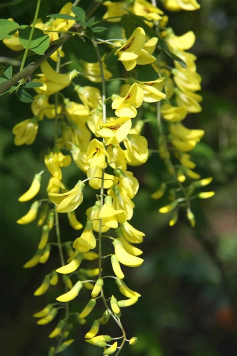 Gemeiner Goldregen (Laburnum anagyroides) | Mai 2010 Creativ… | Flickr