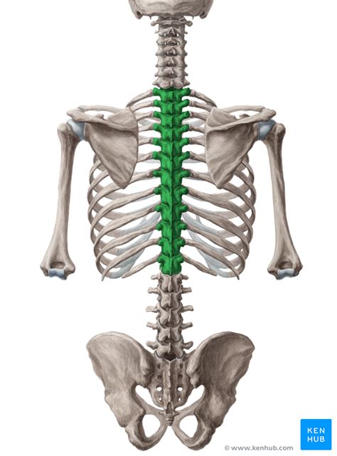 Thoracic Vertebrae - Anatomy and Pathology | Kenhub