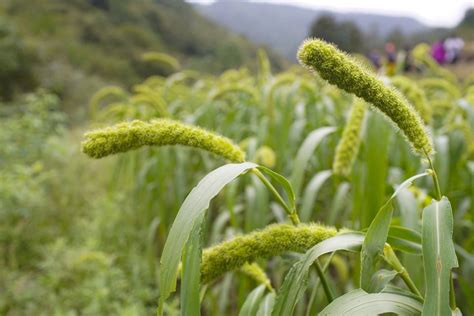 How to Grow and Care for Millet