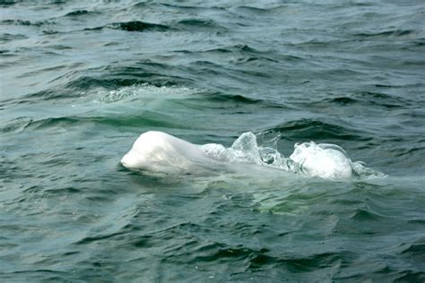 4 Ways to go Beluga Whale Watching in Churchill, Manitoba | Skyscanner ...