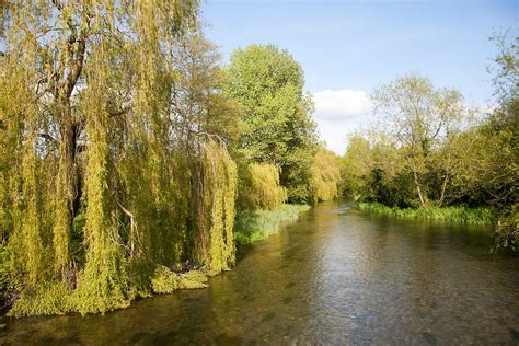 Willow trees growing next to clear water of River Kennet chalk stream at Axford, Wiltshire ...