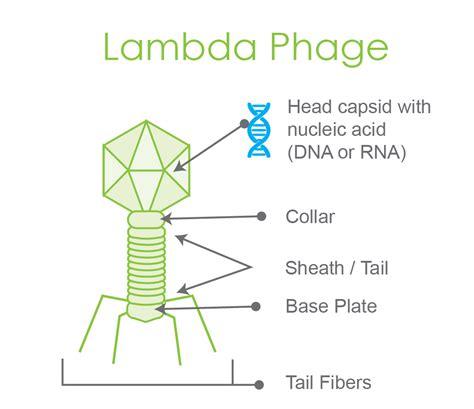 Transduction and Lambda Red Overview | GoldBio