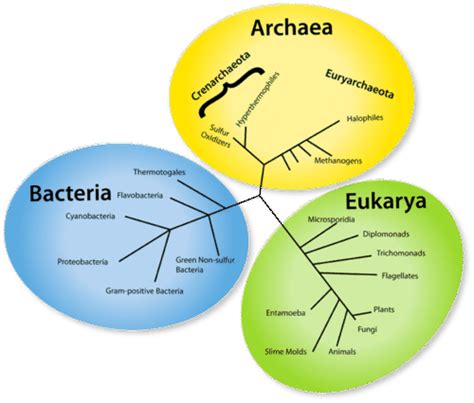 7.1: Prokaryote Evolution - Biology LibreTexts