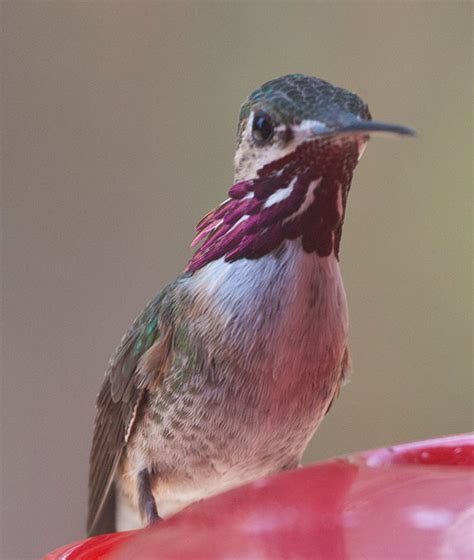 Colorado Hummingbirds