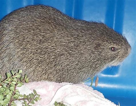 Have You Ever Seen a Cane Rat Before? The Wildlife Vet Shares a Rare ...