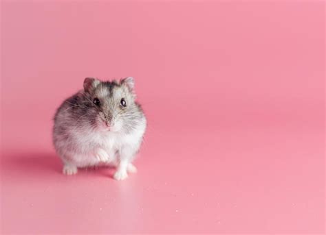 Dwarf Hamster Care Sheet | PetMD