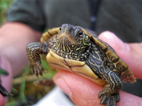 401 Adorable Turtle Names for Your Slow-moving Buddy - Animal Hype