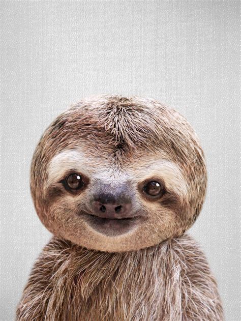 Baby Sloth Wallpaper