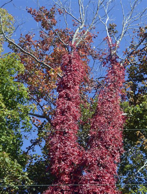 Door to Nature: Autumn Color and the Virginia Creeper - Door County Pulse