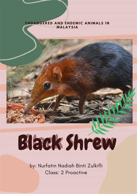 Black Shrew by Tina - Issuu