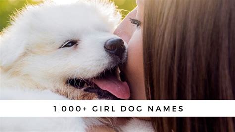 1000+ Girl Dog Names and Meanings for Your Fur Baby