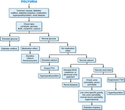 Symptom finder - The causes of polyuria - Medical Zone