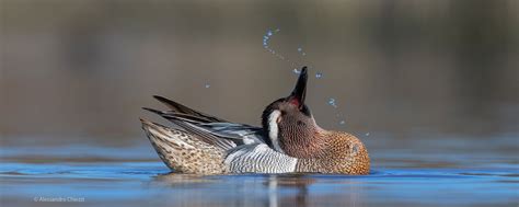 Bird Photographer of the Year - International Wildlife Photography ...