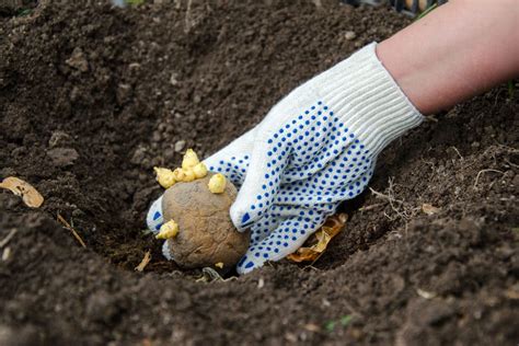 Planting Potatoes in the Fall » Top Tips