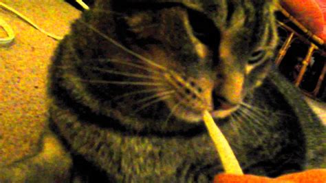 Funny Cat "Smoking" a Catnip Joint LOL - YouTube