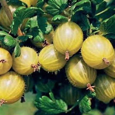 Hinnonmaki Yellow Gooseberry Bush | Gooseberry Plants For Sale