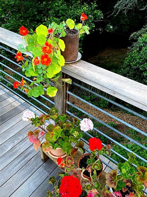 Creative Deck Planting Ideas for Your Home