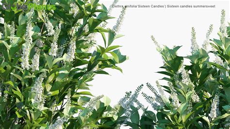 Clethra Alnifolia - Sixteen Candles Summersweet 3D Model