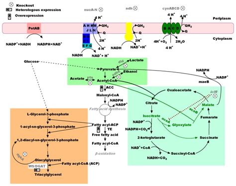 Color codes: the orange block contains the triacylglycerol biosynthesis ...