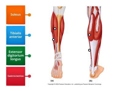 Muscles of the haed - Teaching resources