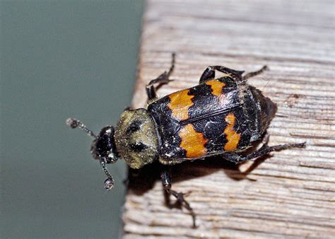 Carrion Beetles (Family Silphidae) – Field Station