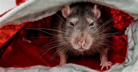 The Truth Behind the Terrifying Legend of the Rat King | Ancient Origins