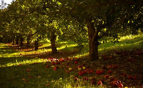 apple orchard | Flickr - Photo Sharing!