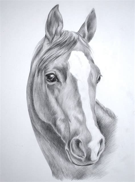 Pin by veronika prokelová on My First Love.Horses. | Horse head drawing, Horse drawings, Horse ...