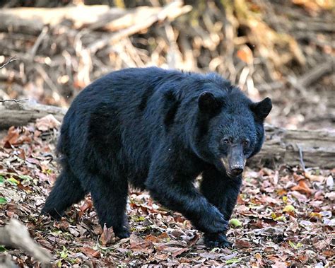 Smoky Mountain Black Bear Photograph by Ken Lawrence - Fine Art America