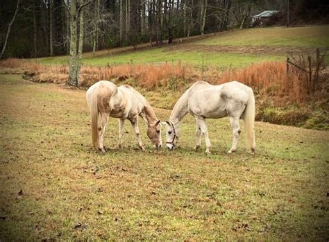 Fresh Horse Manure, Organic Fertilizer, Organic Gardening, Mushrooms ...