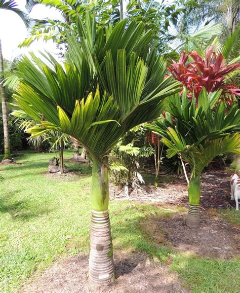 PlantFiles Pictures: Areca, Dwarf Betel-Nut Palm 'Dwarf' (Areca catechu) by palmbob