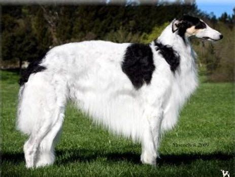 black and white Borzoi | Coolest Pet Breeds | Pinterest | Russian wolfhound, Wolfhound and Dog