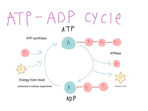 How To Explain Atp