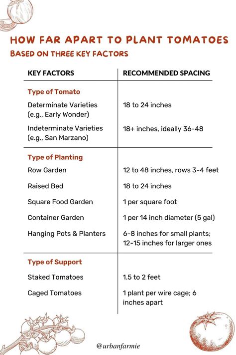 Tomato Plant Spacing Rows