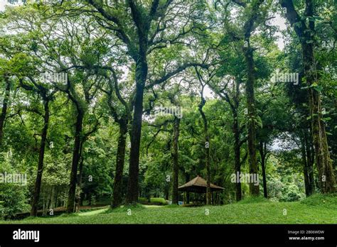 Trees at Kebun Raya Bali - Bali Botanical Garden in Bedugul, Tabanan, Bali, Indonesia Stock ...