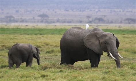 Exploring the Unique Elephants of Amboseli National Park | Kenya Safaris