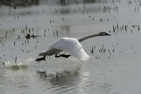 Reintroduction of trumpeter swans an Ohio success story - Farm and Dairy