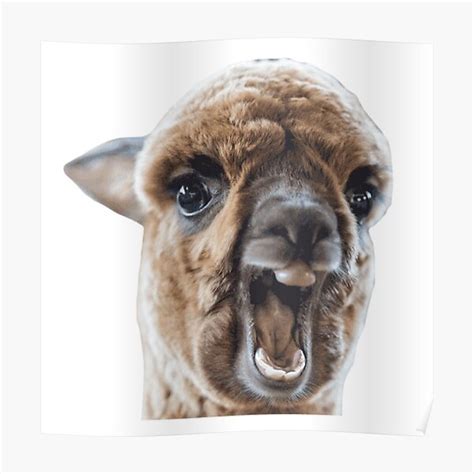 "Camel meme" Poster for Sale by CuteKaley | Redbubble