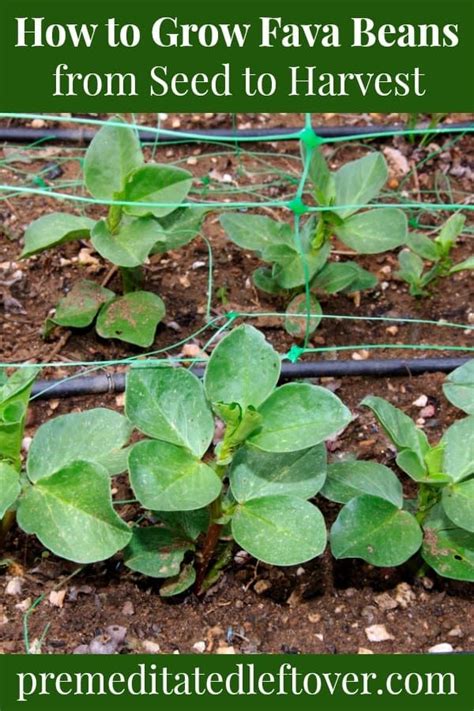 This guide on how to grow fava beans includes everything you need to ...