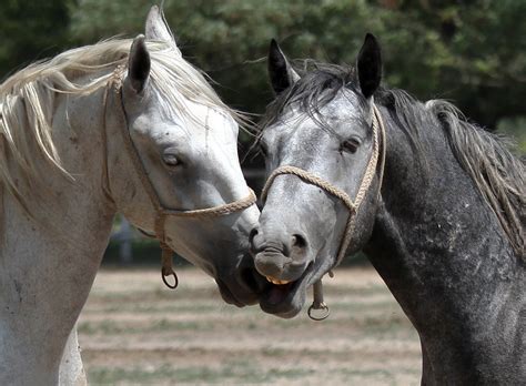 Two horses Free Photo Download | FreeImages