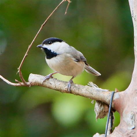 Backyard Birds of Maryland - Bird Watching Academy