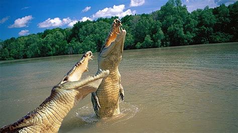 Alligator vs. Crocodile - YouTube