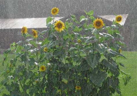 ah, sunflowers and rain in the summer | Sunflower, Plants, Rain