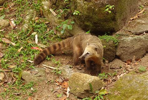 TIJUCA FOREST - AN URBAN FOREST IN THE HEART OF RIO! - Free Walker Tours