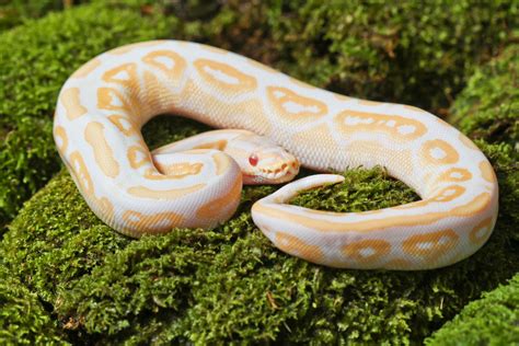 Albino Ball Python Snake