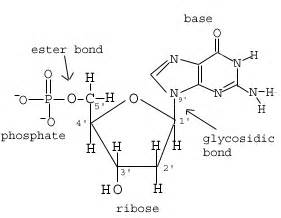 SparkNotes: Structure of Nucleic Acids: Nucleotides and Nucleic Acids